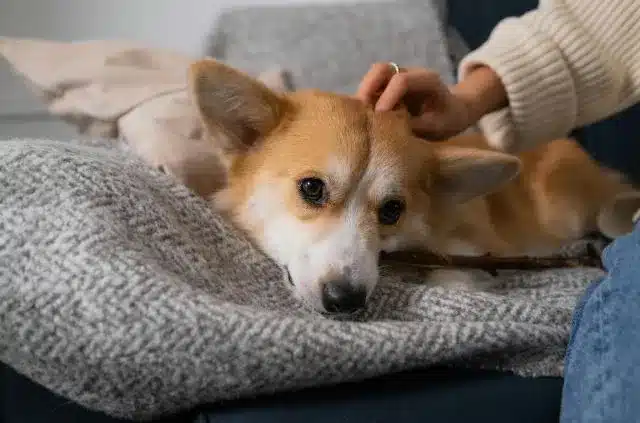 how to comfort a sick dog